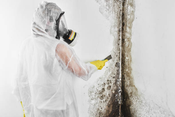 Best Toxic Mold Removal  in Parker, SC