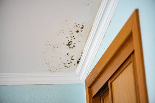 Best Black Mold Removal  in Parker, SC