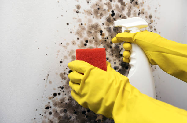 Best Crawl Space Mold Removal  in Parker, SC