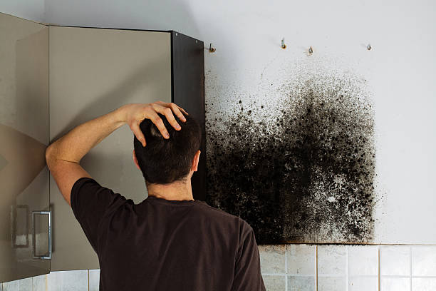 Best Best Mold Removal Companies  in Parker, SC